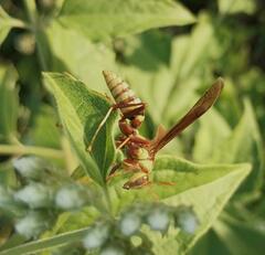 Polistes major major