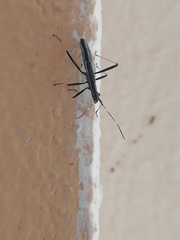 Micrelytra fossularum