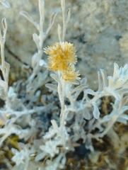 Gamochaeta chamissonis