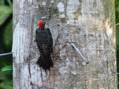 Melanerpes pucherani