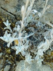 Gamochaeta chamissonis