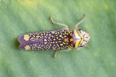 Aulacizes conspersa
