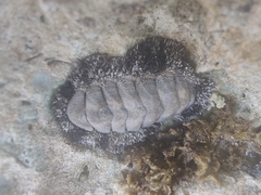 Acanthopleura granulata