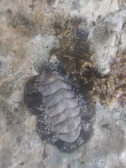 Acanthopleura granulata