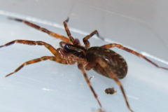Scotina celans