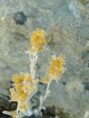 Gamochaeta chamissonis