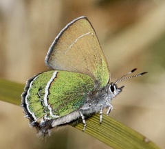 Callophrys mcfarlandi