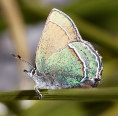 Callophrys mcfarlandi