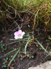 Oxalis commutata