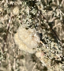 Asphondylia floccosa