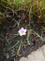 Oxalis commutata