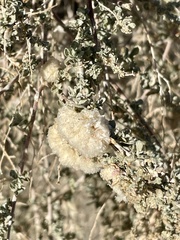 Asphondylia floccosa