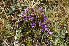 Gentianella campestris