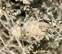 Asphondylia floccosa