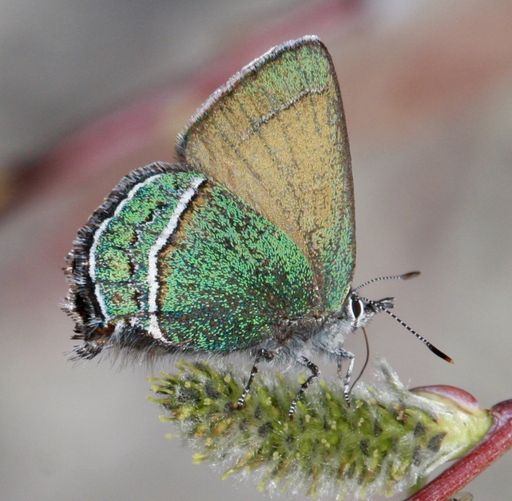 Green Hairstreaks