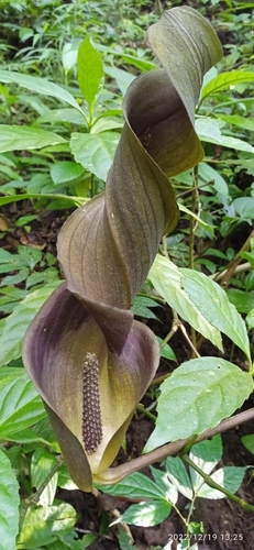 Genus Anaphyllum · iNaturalist