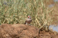 Bucanetes githagineus