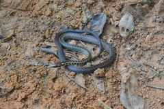 Echinanthera undulata