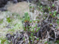 Crucianella maritima
