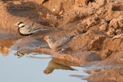 Bucanetes githagineus