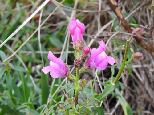 Antirrhinum cirrhigerum, photograph 3