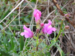 Antirrhinum cirrhigerum, photograph Duarte Frade, CC BY, iNaturalist via GBIF