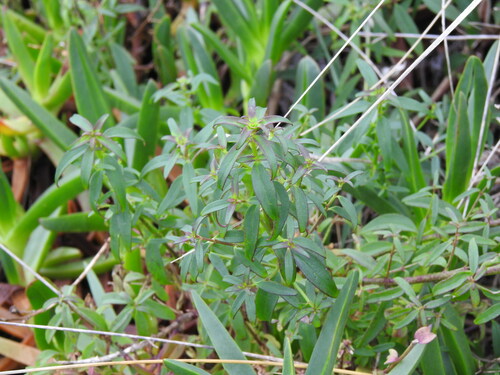 Antirrhinum cirrhigerum, photograph 4
