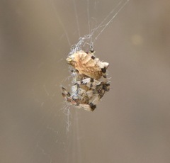 Araneus illaudatus