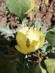 Argemone mexicana