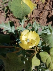 Argemone mexicana