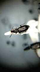 Salpingus viridiaeneus