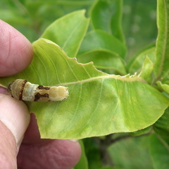 Papilio demodocus demodocus
