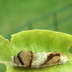 Papilio demodocus demodocus