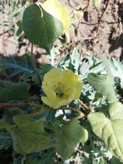Argemone mexicana