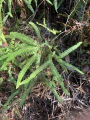 Dicranopteris flexuosa