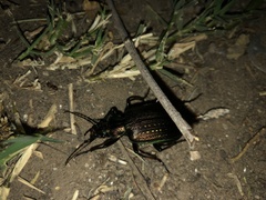 Calosoma alternans