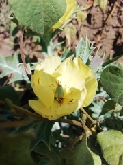 Argemone mexicana