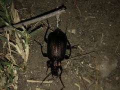 Calosoma alternans