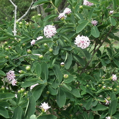 Dais cotinifolia