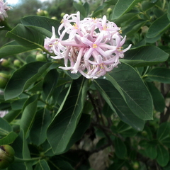 Dais cotinifolia