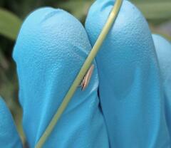 Draeculacephala septemguttata