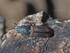 Bitoma crenata