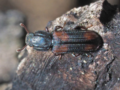 Bitoma crenata
