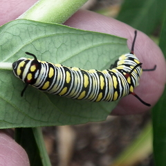 Danaus chrysippus orientis