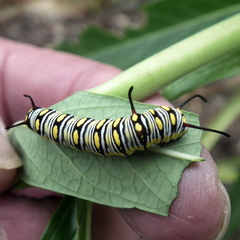 Danaus chrysippus orientis