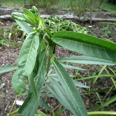Danaus chrysippus orientis