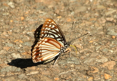 Nymphalidae