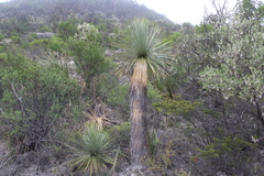 Yucca rostrata