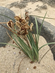 Gladiolus gueinzii