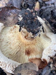 Agaricomycetidae